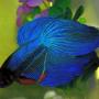 Betta Splendens